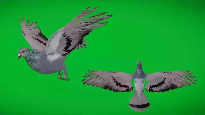 Rock Dove Common Pigeon Bird Low-poly 3D model