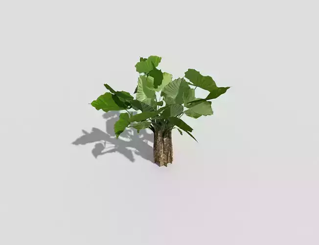 Plant ivy