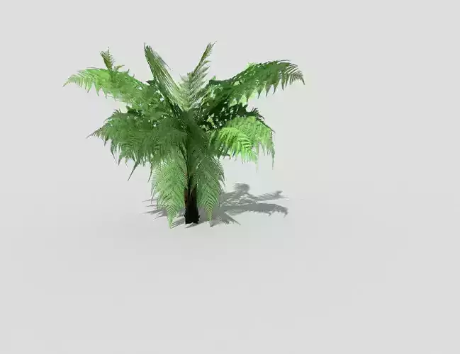 Plant palm tree