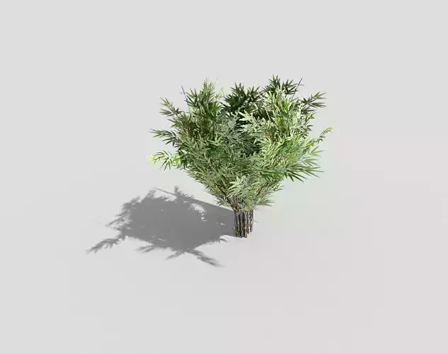 Plant tree