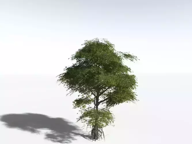 EVERYPlant Red Mangrove LowPoly