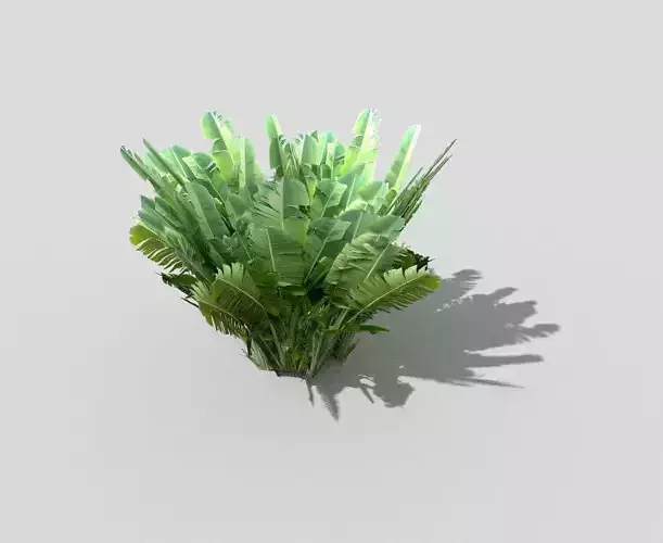 banana plant 3 Low-poly 3D model