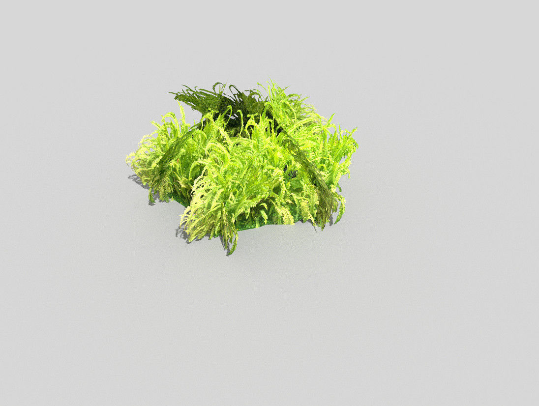 Plant grass Low-poly 3D model_2