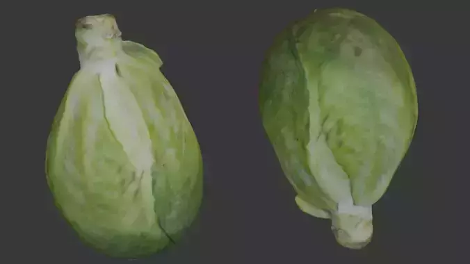  Cabbage Head Scan