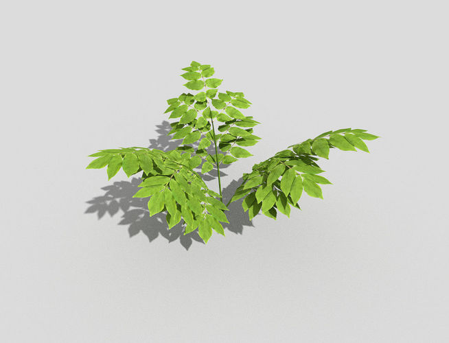 Plant leaf Low-poly 3D model