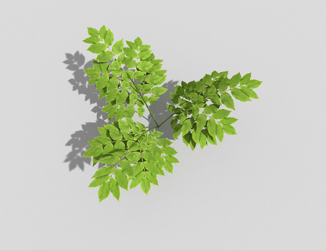 Plant leaf Low-poly 3D model_3
