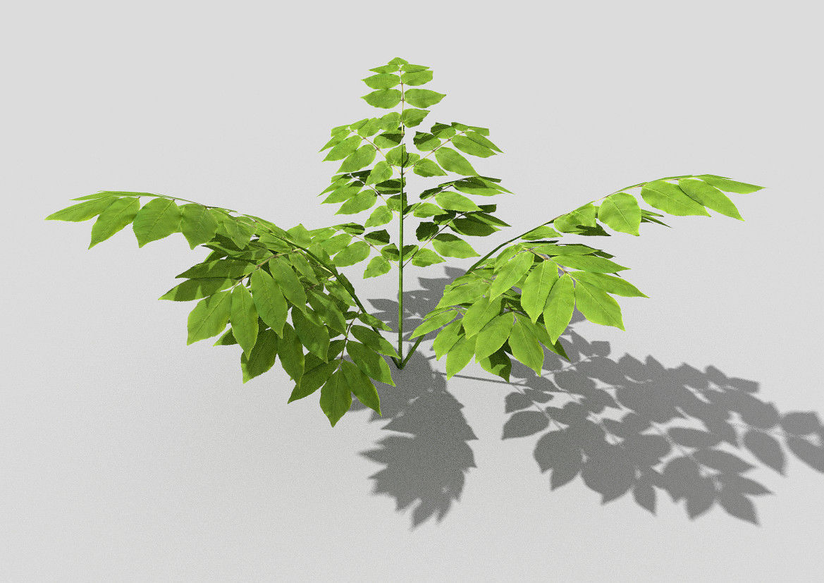 Plant leaf Low-poly 3D model_4