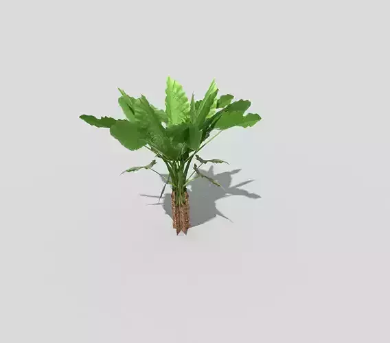 Plant