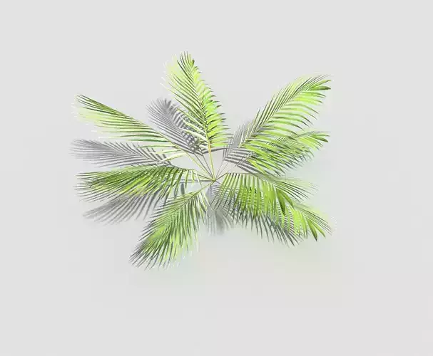 Plant palm leaves