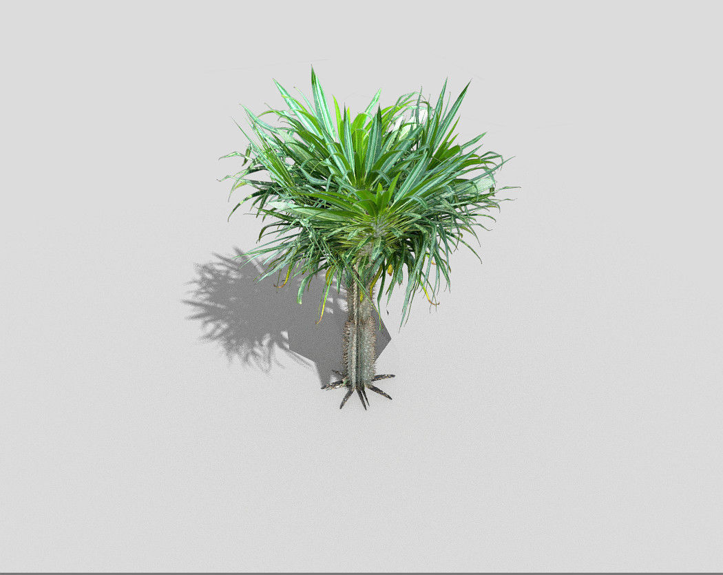 tropical tree 6 Low-poly 3D model_1