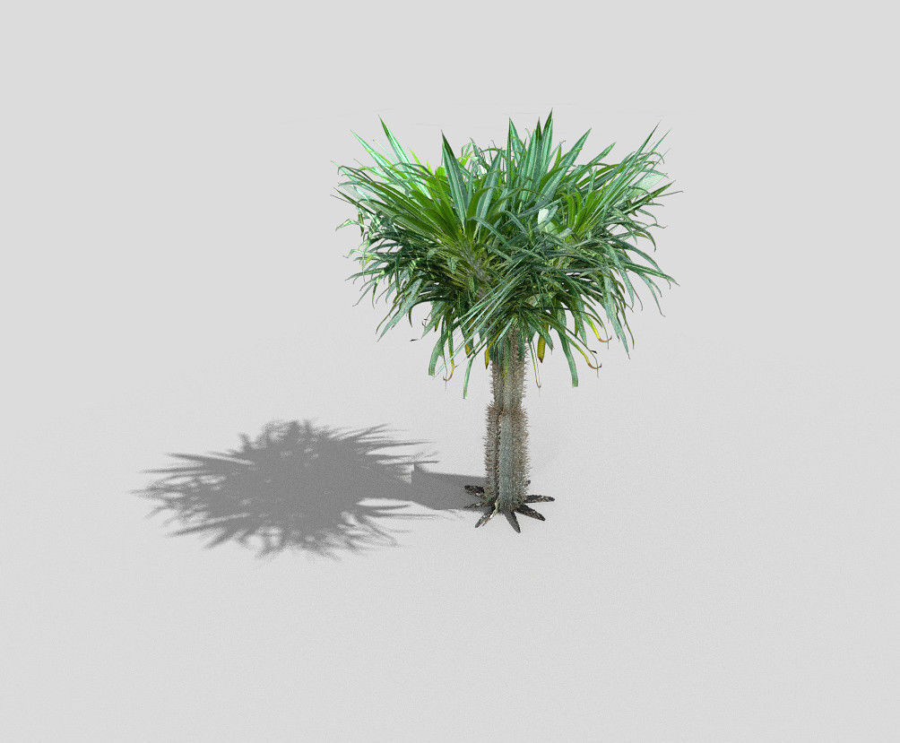 tropical tree 6 Low-poly 3D model_3