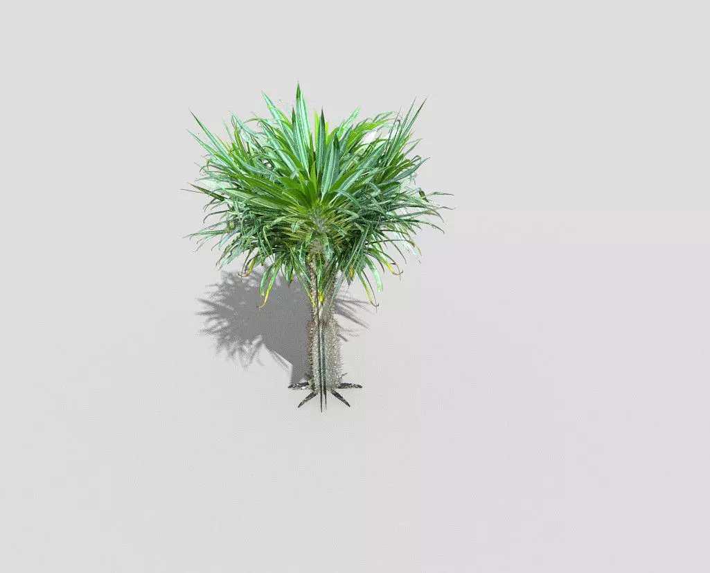 tropical tree 6 Low-poly 3D model_0