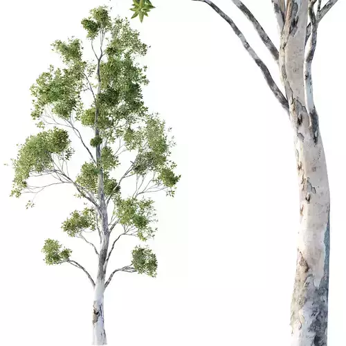 Sydney Blue Gum Tree 06