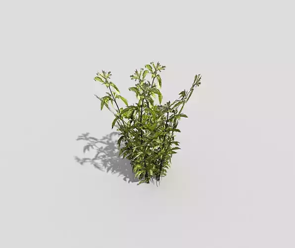 Plant thyme