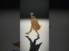 Golden King Character Model  Rigged and Animated Low-poly 3D model_2
