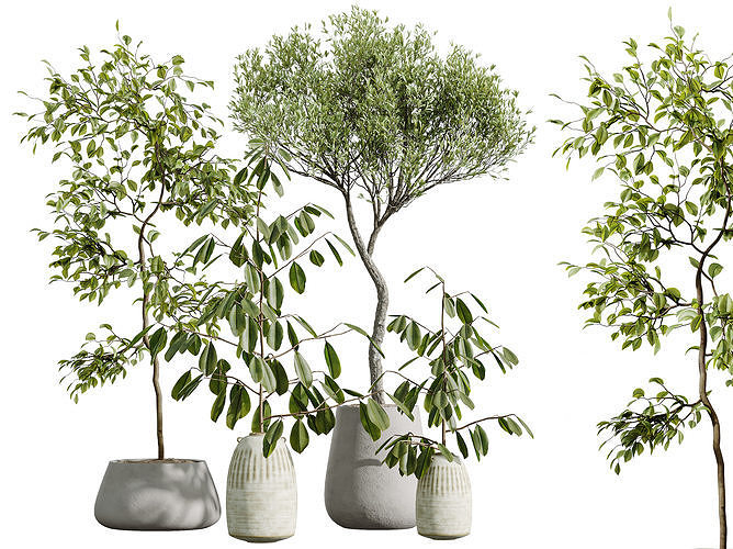 AV Indoor Plants Set 263 Ficus Dracaena Marginata and Olive 3D model