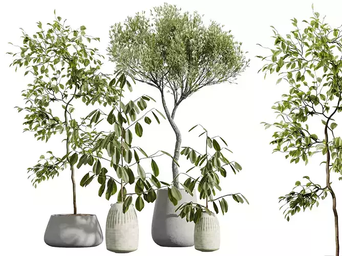 AV Indoor Plants Set 263 Ficus Dracaena Marginata and Olive