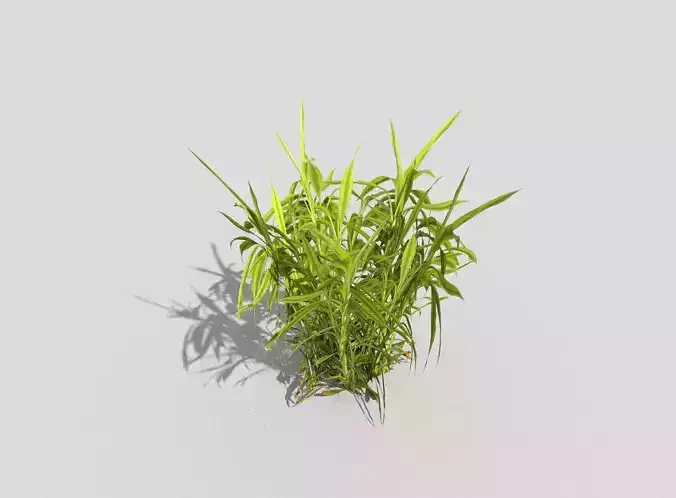 Plant grass