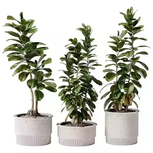 Indoor Plants 40 - Ficus