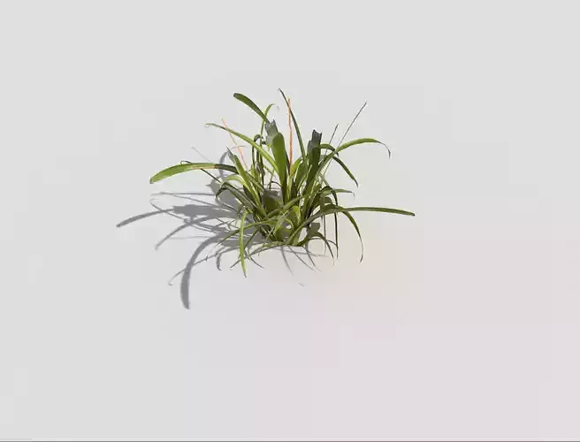Plant grass