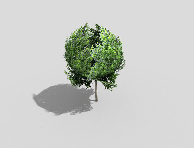 Tree in shape of circle Low-poly 3D model
