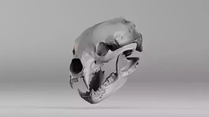 001644 Himalayan Bear Skull High Detail 3D Scan 3D print model