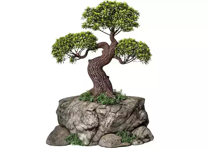 Outdoor Decorative Garden Bonsai Tree Plant on Stone Rock