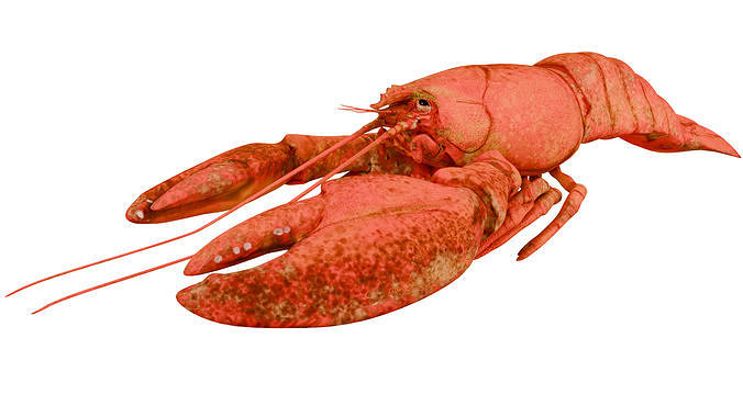 Lobster 3D model