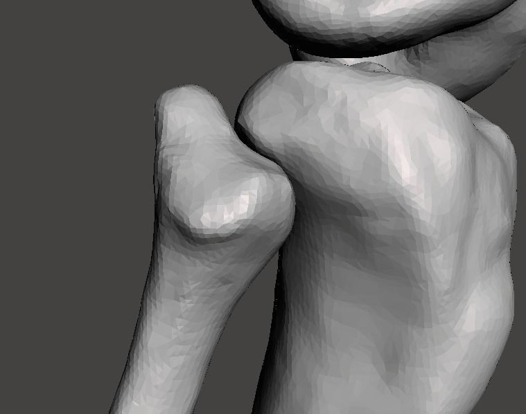 Right knee joint - female 3D model 3D model_15