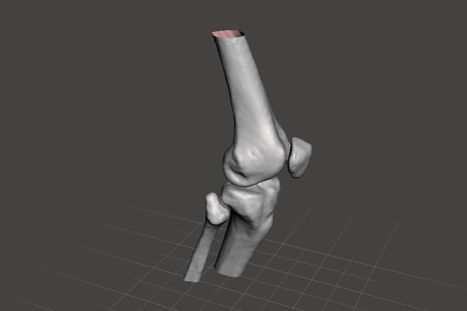 Right knee joint - female 3D model 3D model_8