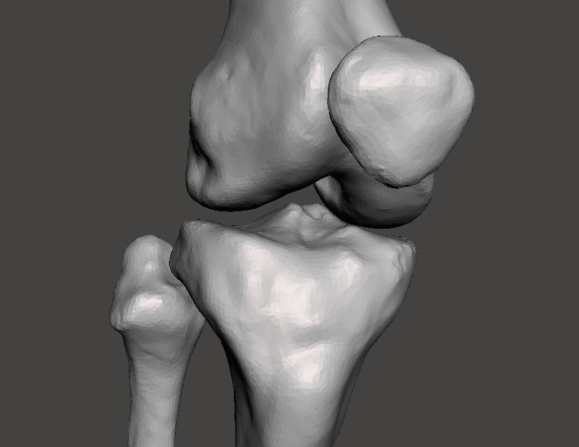 Right knee joint - female 3D model 3D model_21