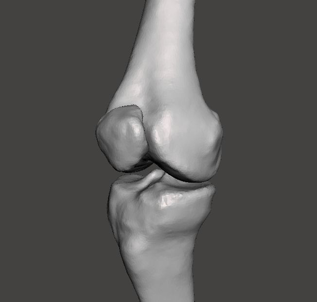 Right knee joint - female 3D model 3D model_22