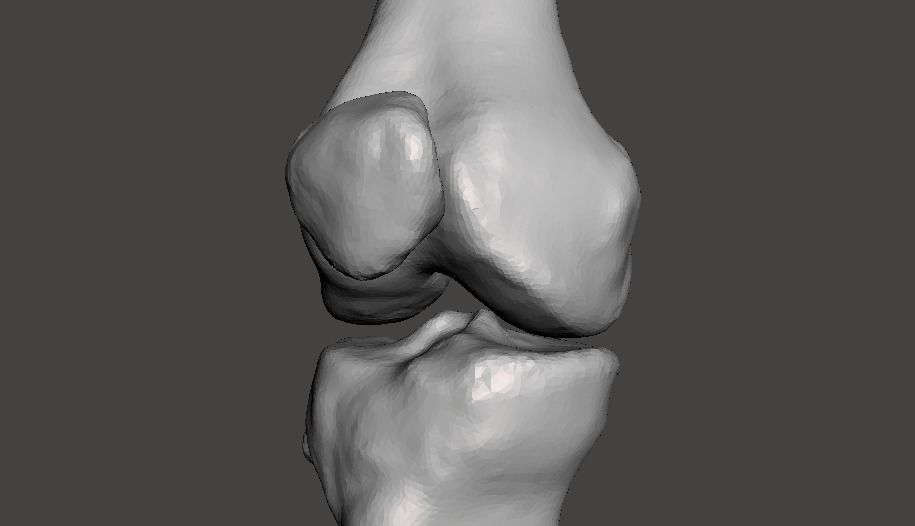 Right knee joint - female 3D model 3D model_10