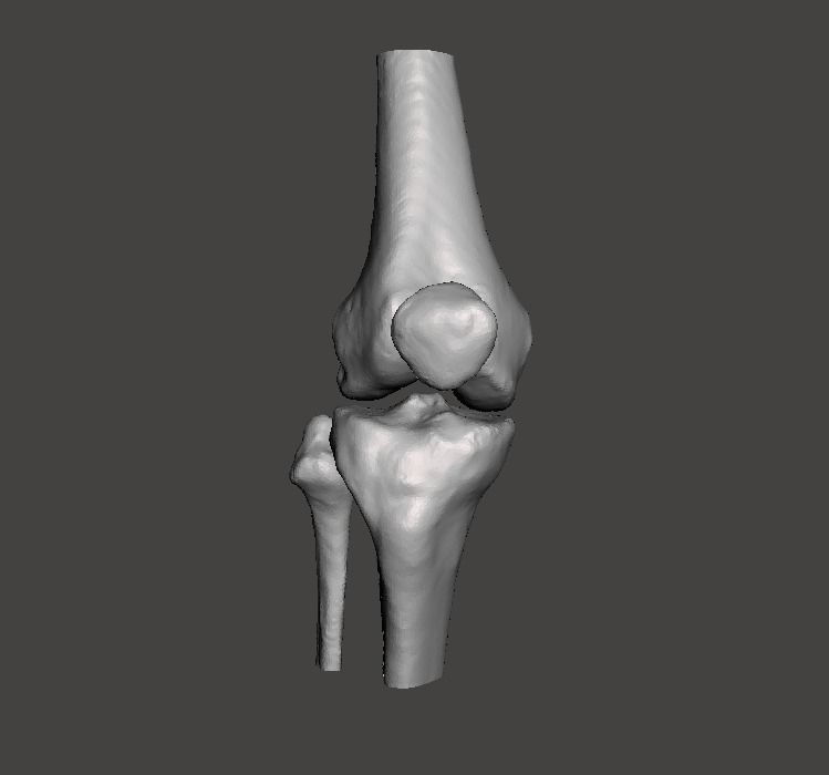 Right knee joint - female 3D model 3D model_27