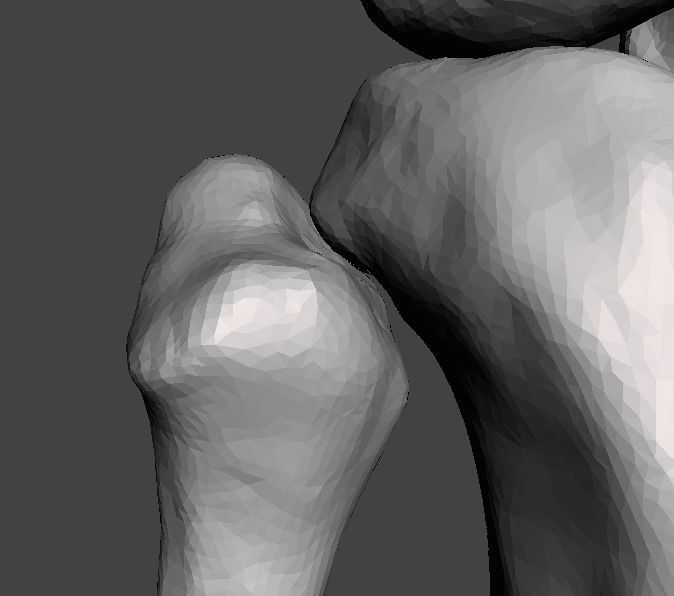 Right knee joint - female 3D model 3D model_14