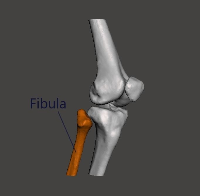 Right knee joint - female 3D model 3D model_6