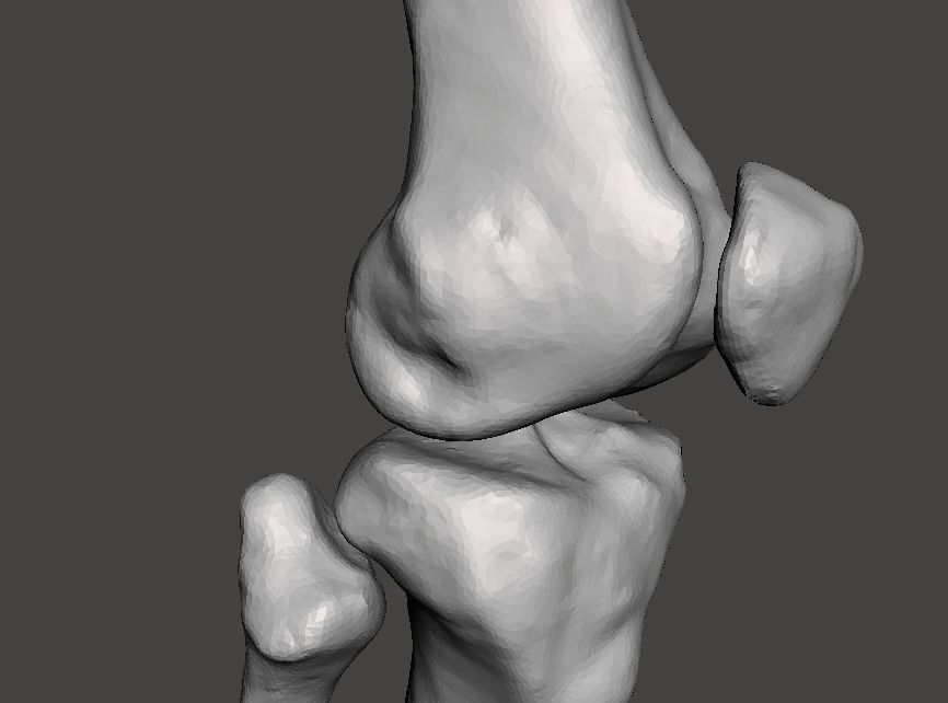 Right knee joint - female 3D model 3D model_33