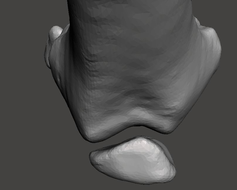 Right knee joint - female 3D model 3D model_16