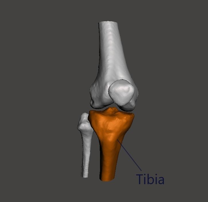 Right knee joint - female 3D model 3D model_7