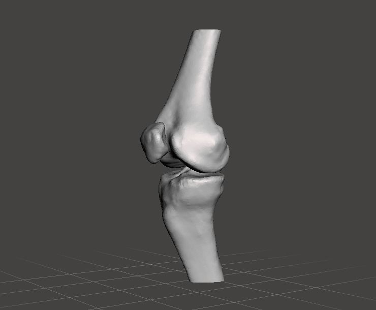 Right knee joint - female 3D model 3D model_2