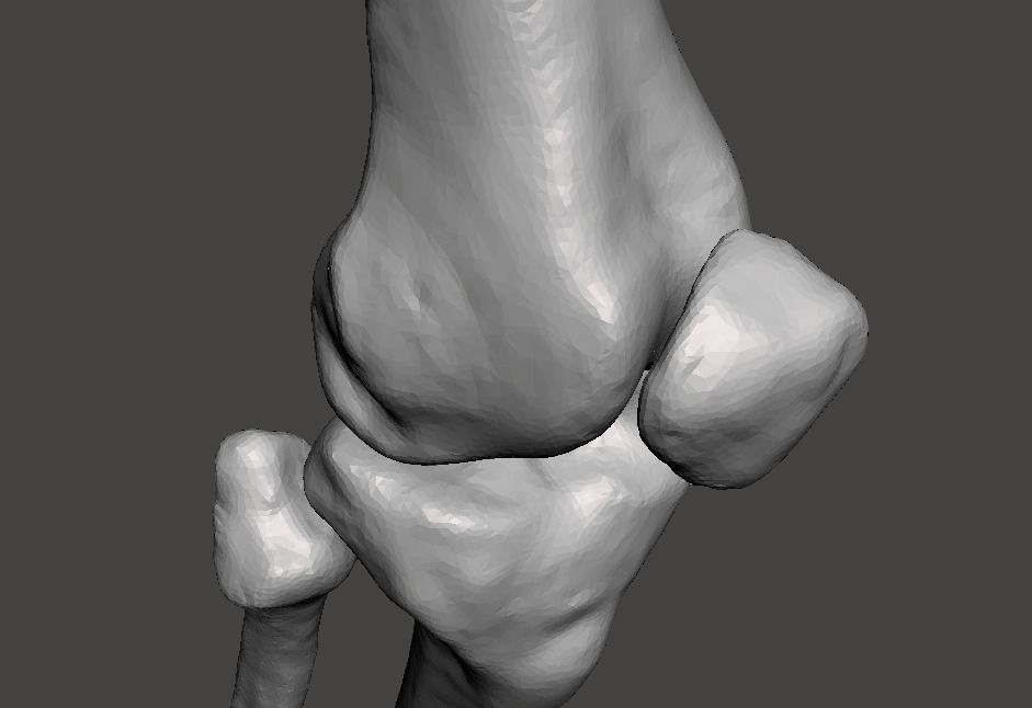 Right knee joint - female 3D model 3D model_17