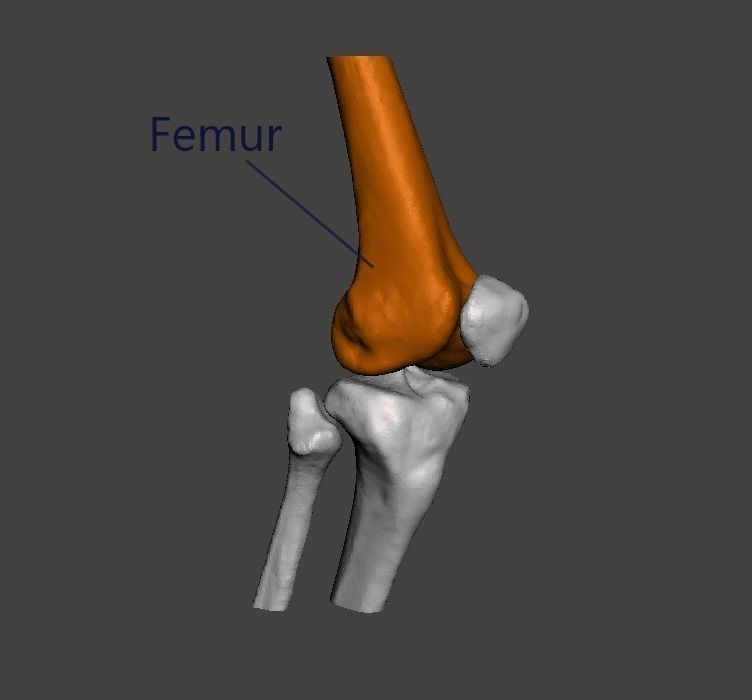 Right knee joint - female 3D model 3D model_5
