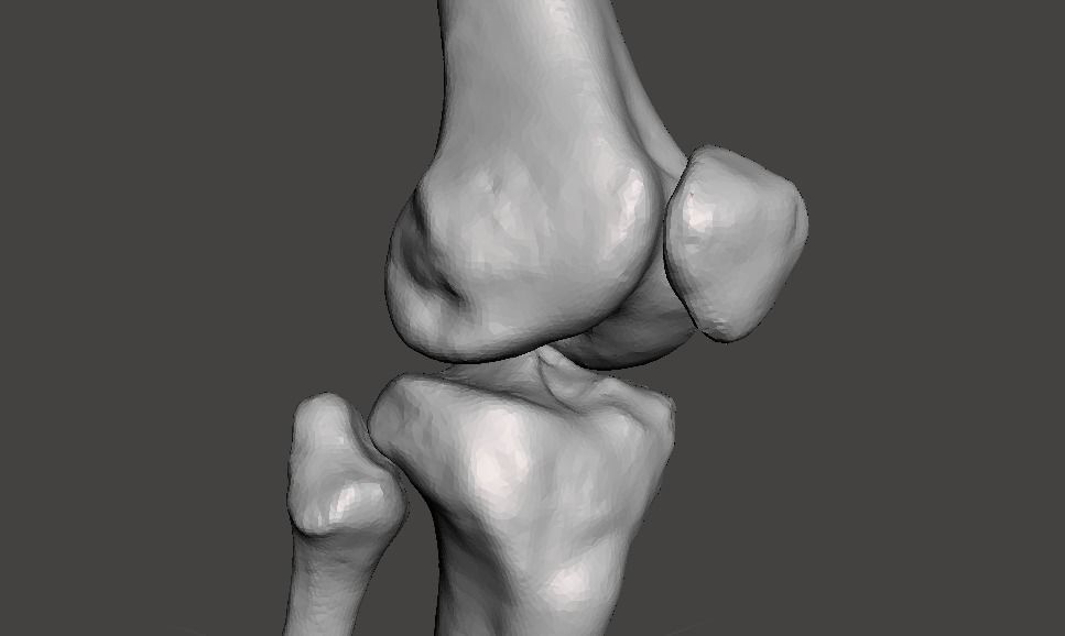 Right knee joint - female 3D model 3D model_11