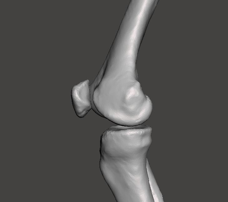 Right knee joint - female 3D model 3D model_28