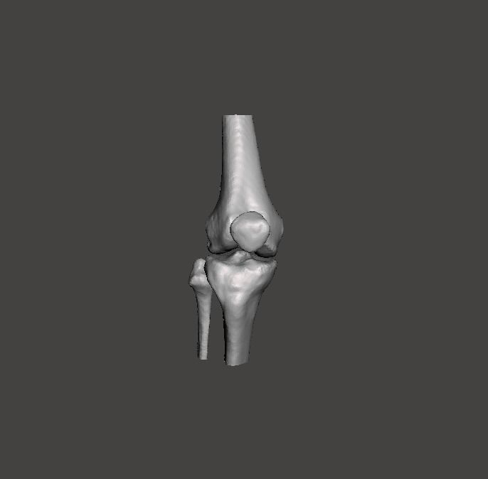 Right knee joint - female 3D model 3D model_25