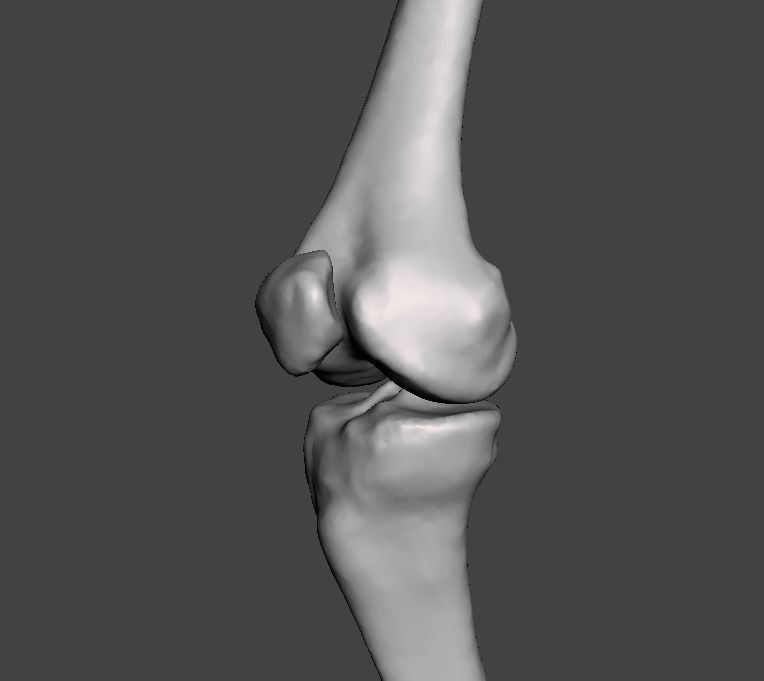 Right knee joint - female 3D model 3D model_13