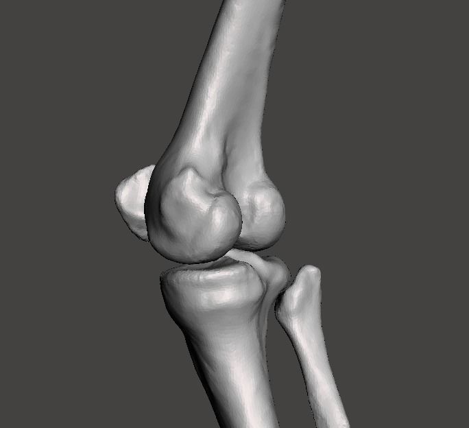 Right knee joint - female 3D model 3D model_23