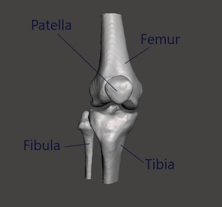 Right knee joint - female 3D model 3D model_1