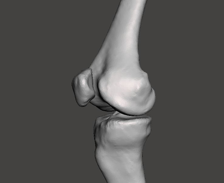 Right knee joint - female 3D model 3D model_20