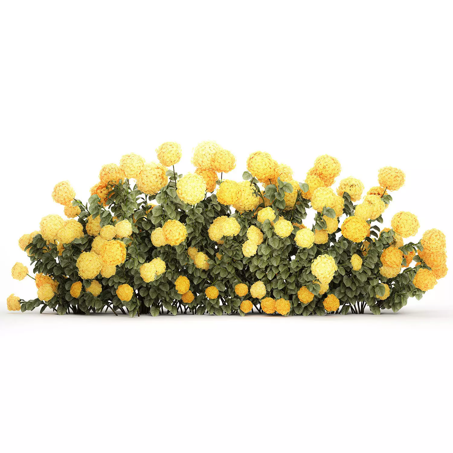 Bushes Yellow Hydrangea With Flowers For Garden 1480 3D model